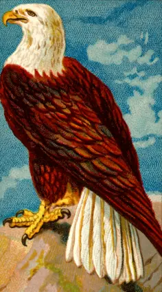 Eagle standing image