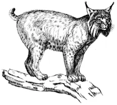 Lynx illustration