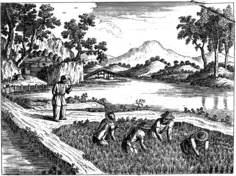 Rice cultivation