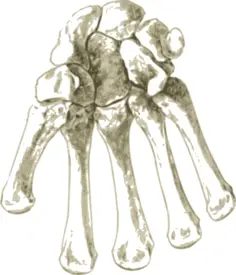 Bones in hand