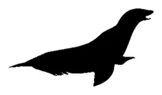 Sea lion silhouette
