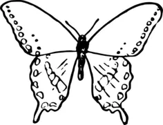 Butterfly sketch image