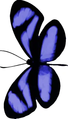 Bluish butterfly