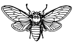 Cicada image