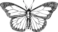 Butterfly drawing