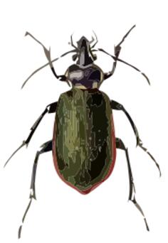 Calosoma scrutator