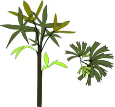 Broadleaf Lady Palm