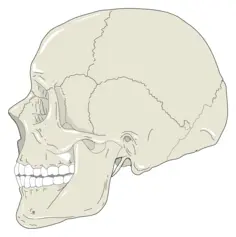 Human skull