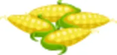 Corn cobs