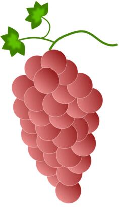 Ripe grapes