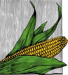Corn and cob