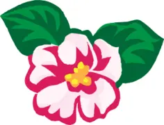 African flower