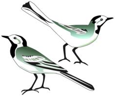 Two birds