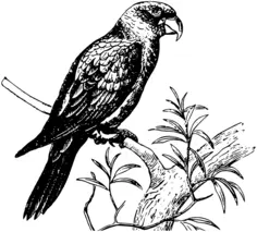 Black and white parrot