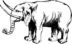 Image of elephant with tusk