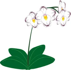 Image of a white orchid plant