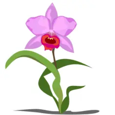 Single Cattleya flower vector graphics