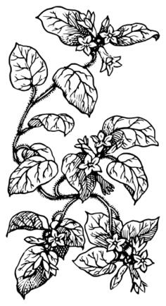 Trailing arbutus vector clip art