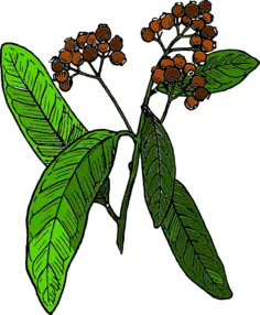 Vector drawing of allspice fruit