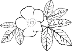 Vector image of line art rose in black and white
