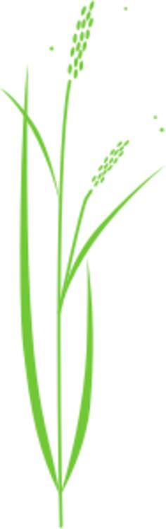 Vector clip art of simple rice plant