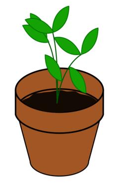 Vector image of simple plant in a terracotta pot