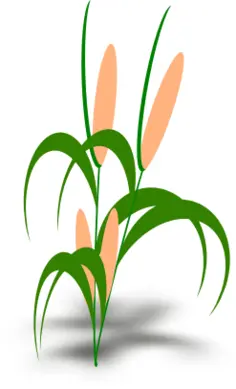 Vector illustration of plant with cobs
