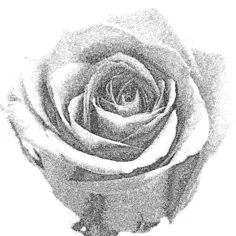 Pale grained drawing of a rose