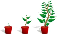 Green plants in pots vector image