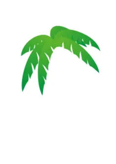 Palm's tree leaves vector illustration