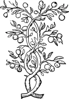 Vector illustration of twisted branches