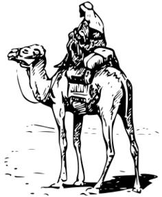 Man riding camel vector image