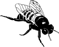 Vector clip art of bumble bee