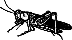 Vector image of grasshopper