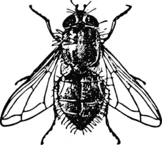 Housefly vector illustration