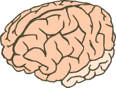 Vector clip art of human brain in 2 colors