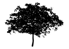 Silhouette vector illustration of spreading tree top