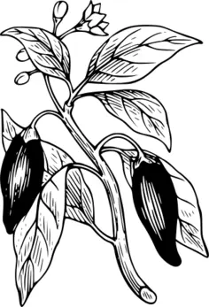 Capsicum with its leaves vector clip art