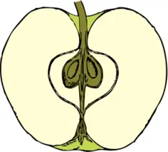 Vector image of apple cut in half