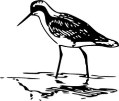 Phalarope vector drawing