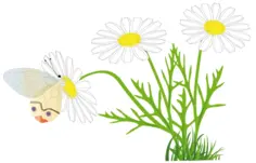 Butterfly on a daisy vector image