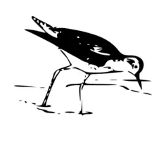 Greater Yellowleg vector image