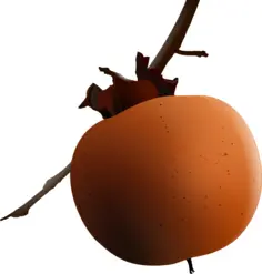 Vector image of apricot