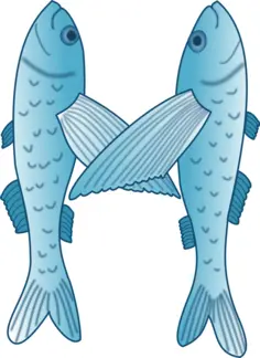 Blue and white vector illustration of two fish