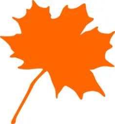 Maple leaf vector image