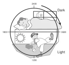 Vector illustration of the 24-hour light/dark cycle