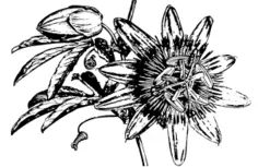 Vector image of passion flower