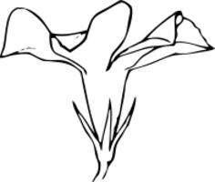Periwinkle flower vector image