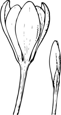Vector image of crocus flower and bud