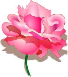 Vector drawing of rose